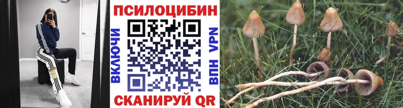 Галлюциногенные грибы Psilocybe  Купить  Гусиноозёрск 